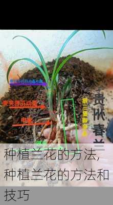 种植兰花的方法,种植兰花的方法和技巧-第3张图片-花卉百科