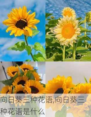 向日葵三种花语,向日葵三种花语是什么-第3张图片-花卉百科