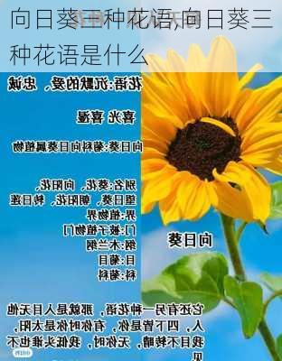 向日葵三种花语,向日葵三种花语是什么-第2张图片-花卉百科