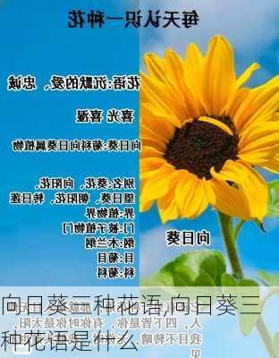 向日葵三种花语,向日葵三种花语是什么-第1张图片-花卉百科