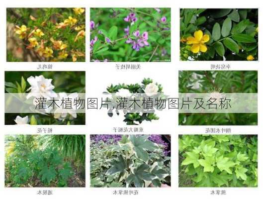 灌木植物图片,灌木植物图片及名称-第2张图片-花卉百科