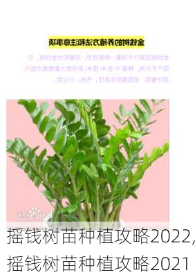 摇钱树苗种植攻略2022,摇钱树苗种植攻略2021