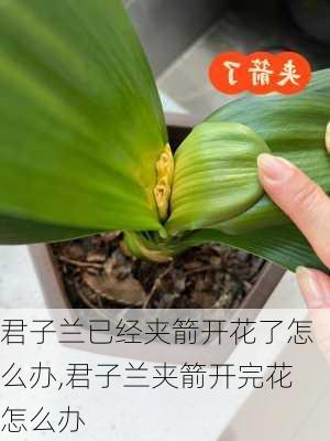 君子兰已经夹箭开花了怎么办,君子兰夹箭开完花怎么办