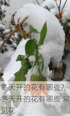 冬天开的花有哪些?,冬天开的花有哪些 常见花-第2张图片-花卉百科