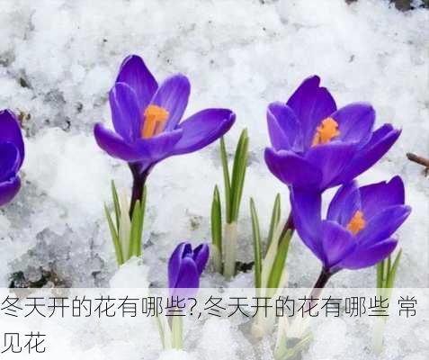 冬天开的花有哪些?,冬天开的花有哪些 常见花