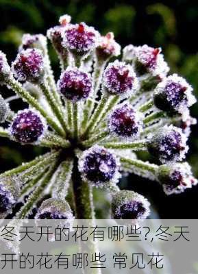 冬天开的花有哪些?,冬天开的花有哪些 常见花-第3张图片-花卉百科