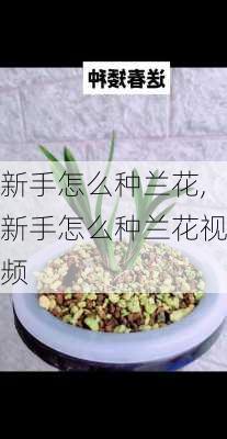 新手怎么种兰花,新手怎么种兰花视频-第1张图片-花卉百科