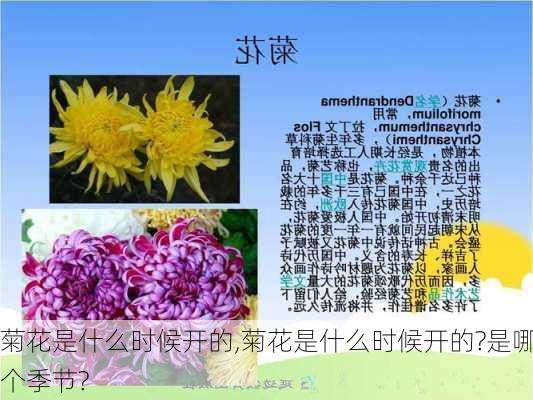 菊花是什么时候开的,菊花是什么时候开的?是哪个季节?-第1张图片-花卉百科