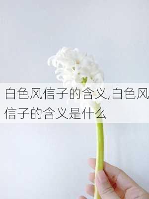 白色风信子的含义,白色风信子的含义是什么-第3张图片-花卉百科