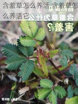 含羞草怎么养活,含羞草怎么养活它-第2张图片-花卉百科