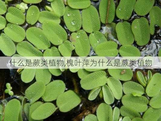 什么是蕨类植物,槐叶萍为什么是蕨类植物