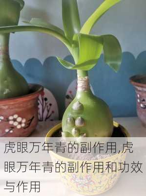 虎眼万年青的副作用,虎眼万年青的副作用和功效与作用