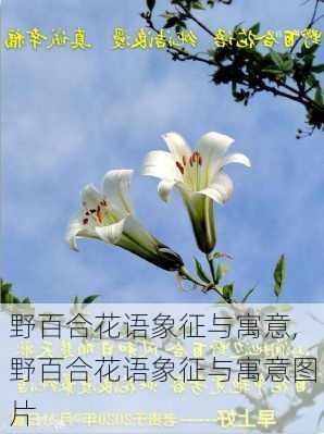 野百合花语象征与寓意,野百合花语象征与寓意图片