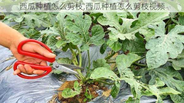 西瓜种植怎么剪枝,西瓜种植怎么剪枝视频