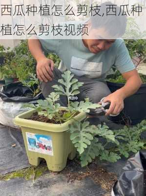 西瓜种植怎么剪枝,西瓜种植怎么剪枝视频-第3张图片-花卉百科