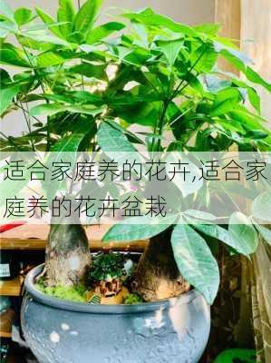 适合家庭养的花卉,适合家庭养的花卉盆栽-第3张图片-花卉百科