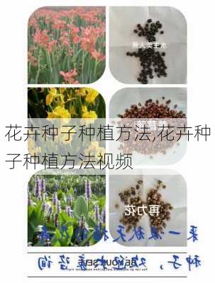 花卉种子种植方法,花卉种子种植方法视频