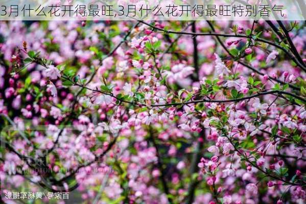 3月什么花开得最旺,3月什么花开得最旺特别香气-第2张图片-花卉百科