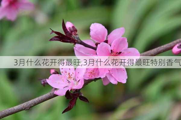 3月什么花开得最旺,3月什么花开得最旺特别香气-第3张图片-花卉百科