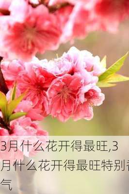 3月什么花开得最旺,3月什么花开得最旺特别香气-第1张图片-花卉百科