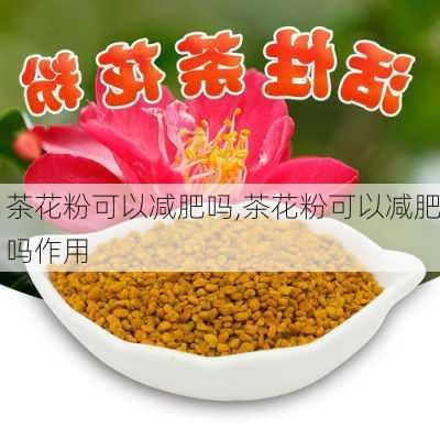 茶花粉可以减肥吗,茶花粉可以减肥吗作用