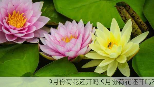 9月份荷花还开吗,9月份荷花还开吗?-第2张图片-花卉百科