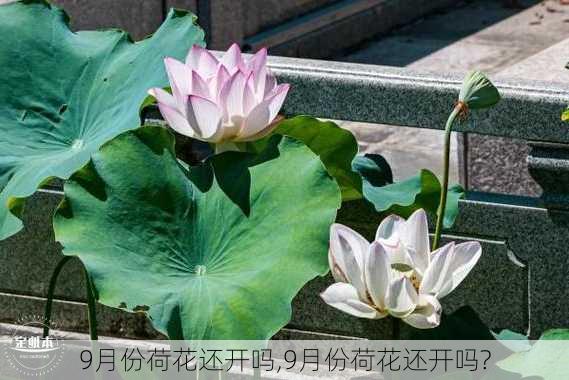 9月份荷花还开吗,9月份荷花还开吗?-第1张图片-花卉百科