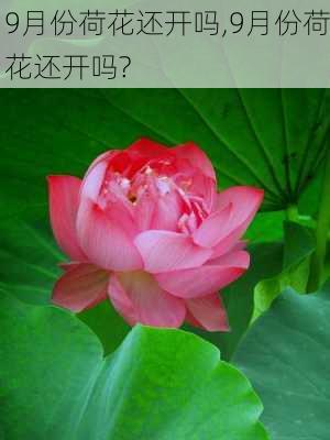 9月份荷花还开吗,9月份荷花还开吗?-第3张图片-花卉百科