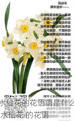 水仙花的花语语是什么,水仙花 的花语