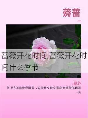 蔷薇开花时间,蔷薇开花时间什么季节-第3张图片-花卉百科