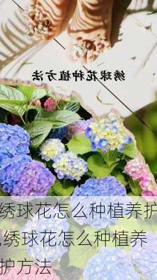 绣球花怎么种植养护,绣球花怎么种植养护方法