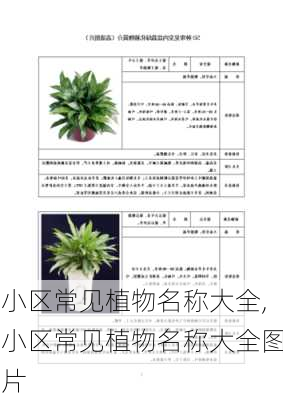 小区常见植物名称大全,小区常见植物名称大全图片-第3张图片-花卉百科