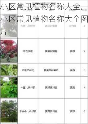 小区常见植物名称大全,小区常见植物名称大全图片-第2张图片-花卉百科