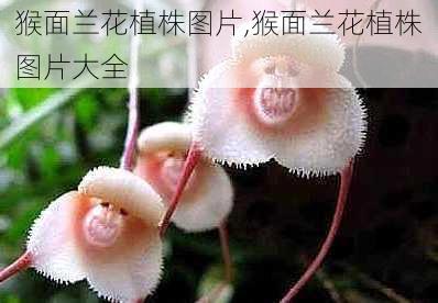 猴面兰花植株图片,猴面兰花植株图片大全