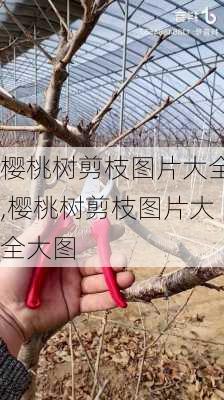 樱桃树剪枝图片大全,樱桃树剪枝图片大全大图