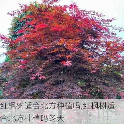 红枫树适合北方种植吗,红枫树适合北方种植吗冬天-第1张图片-花卉百科