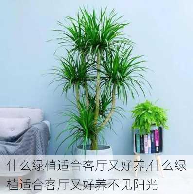 什么绿植适合客厅又好养,什么绿植适合客厅又好养不见阳光