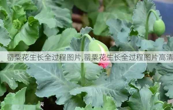 罂粟花生长全过程图片,罂粟花生长全过程图片高清-第3张图片-花卉百科