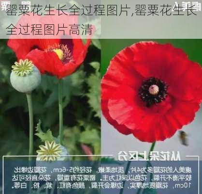 罂粟花生长全过程图片,罂粟花生长全过程图片高清-第2张图片-花卉百科