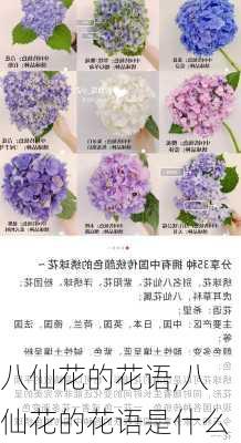 八仙花的花语,八仙花的花语是什么