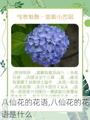 八仙花的花语,八仙花的花语是什么-第2张图片-花卉百科