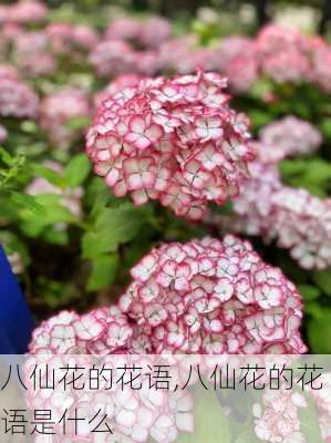 八仙花的花语,八仙花的花语是什么-第3张图片-花卉百科