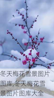 冬天梅花雪景图片图库,冬天梅花雪景图片图库大全