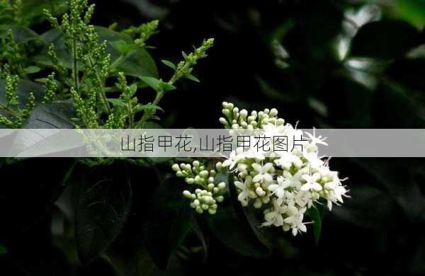 山指甲花,山指甲花图片-第3张图片-花卉百科