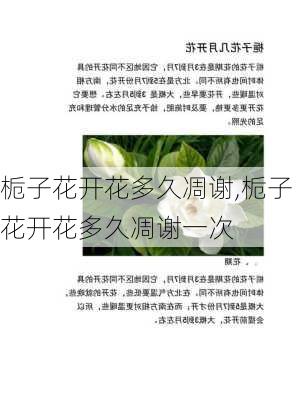 栀子花开花多久凋谢,栀子花开花多久凋谢一次