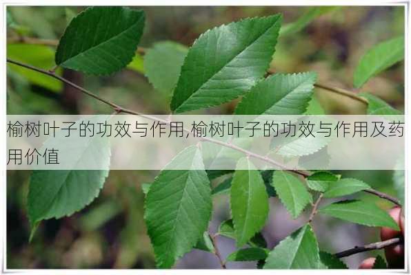 榆树叶子的功效与作用,榆树叶子的功效与作用及药用价值