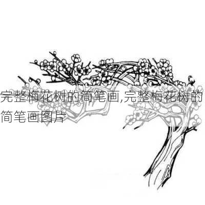 完整梅花树的简笔画,完整梅花树的简笔画图片