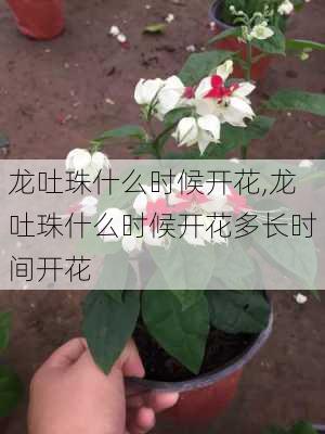 龙吐珠什么时候开花,龙吐珠什么时候开花多长时间开花-第1张图片-花卉百科