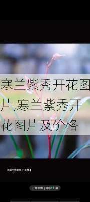 寒兰紫秀开花图片,寒兰紫秀开花图片及价格-第1张图片-花卉百科