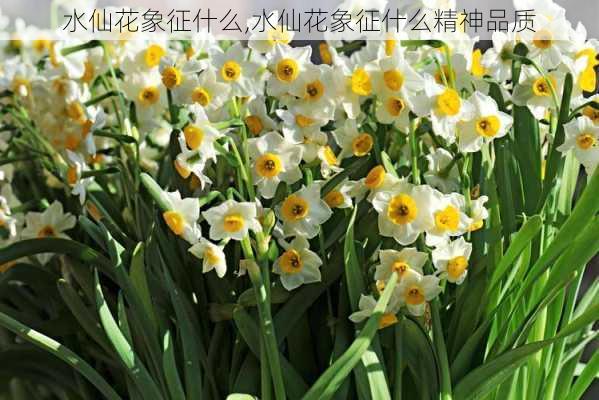 水仙花象征什么,水仙花象征什么精神品质-第1张图片-花卉百科